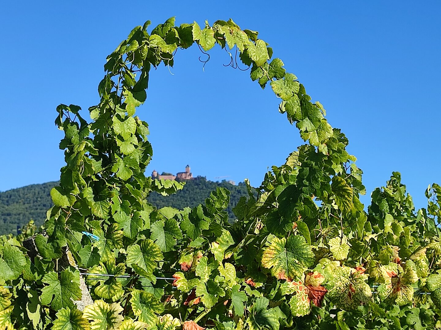 Une arche de vigne devant le Haut-Koenigsbourg, sur la Route des Vins