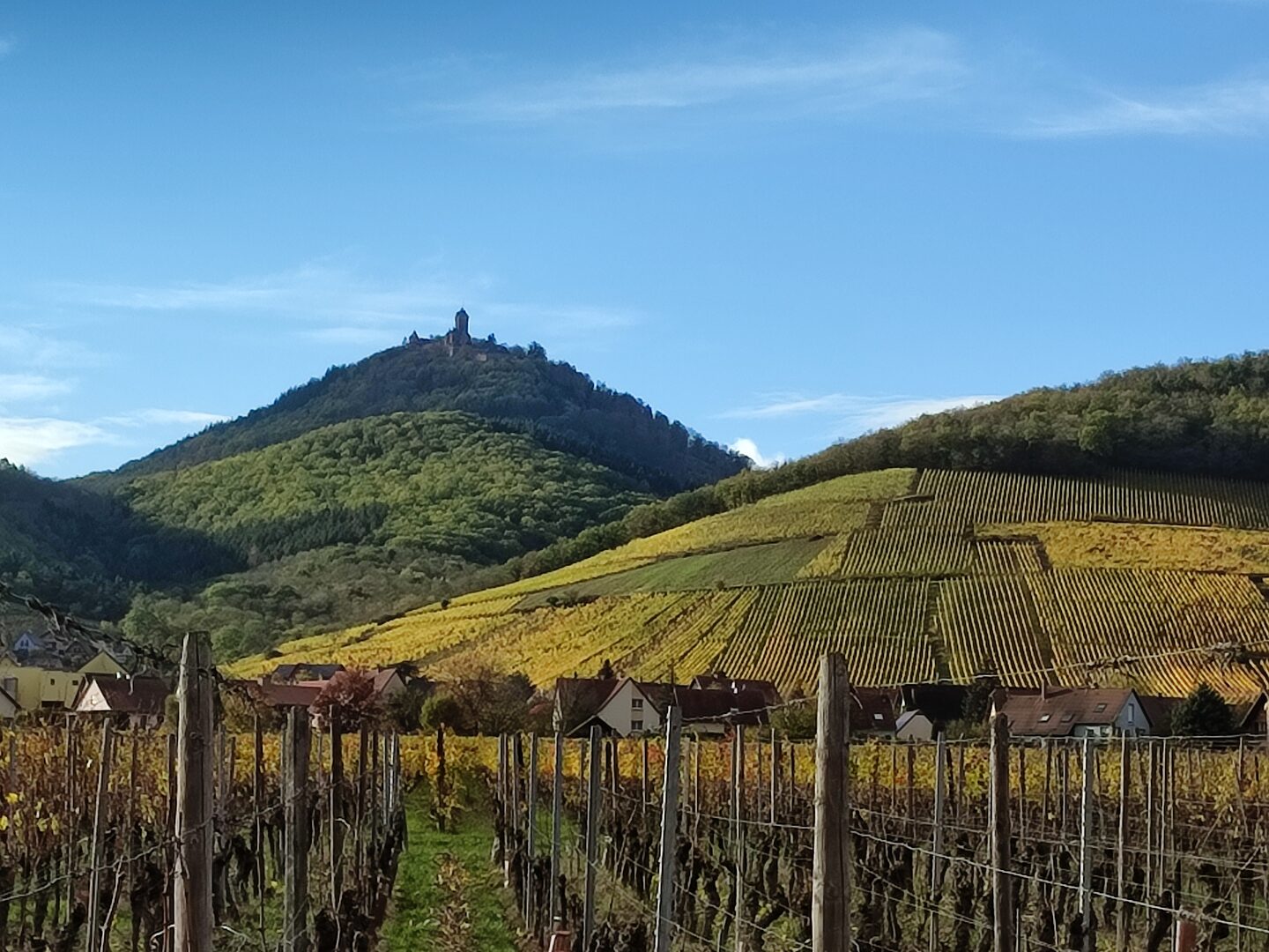 Le Château du Haut-Koenigsbourg dominant le vignoble d'Orschwiller aux couleurs d'automne